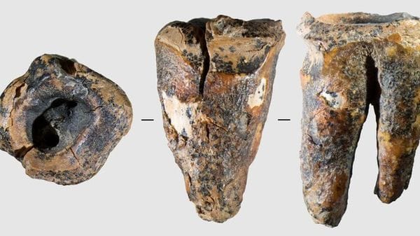 I Neanderthal curavano le carie con trapani di pietra