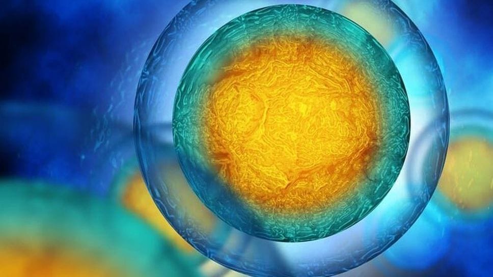 «Mfat», il grasso che aiuta a curare artrosi e tumori