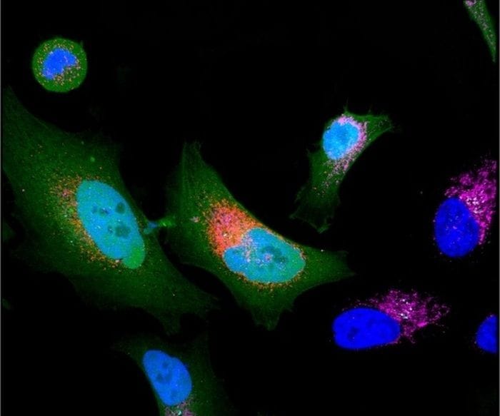 Oltre 1.700 nuove proteine nascoste nel 'proteoma oscuro'