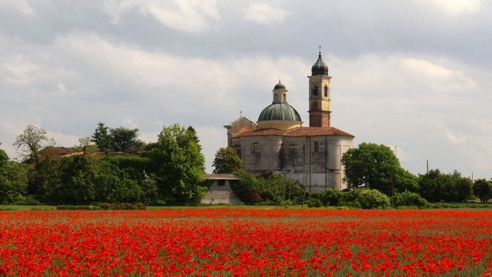 Tra i papaveri