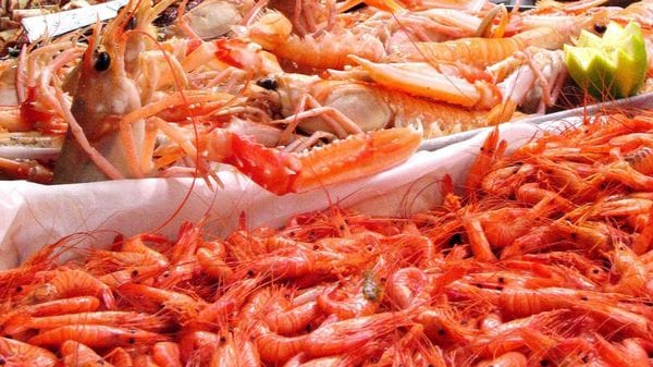 Pesce irregolare sul lago d’Iseo: sequestrate due tonnellate tra polpi, brosme e falso tonno rosso - Video