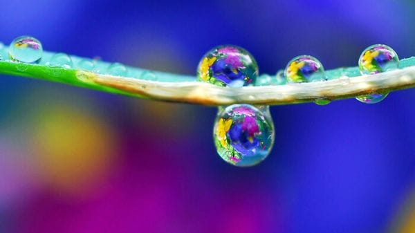 Le piante possono percepire il suono della pioggia