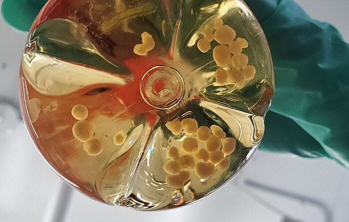Organoidi di cervello usati per costruire biocomputer 