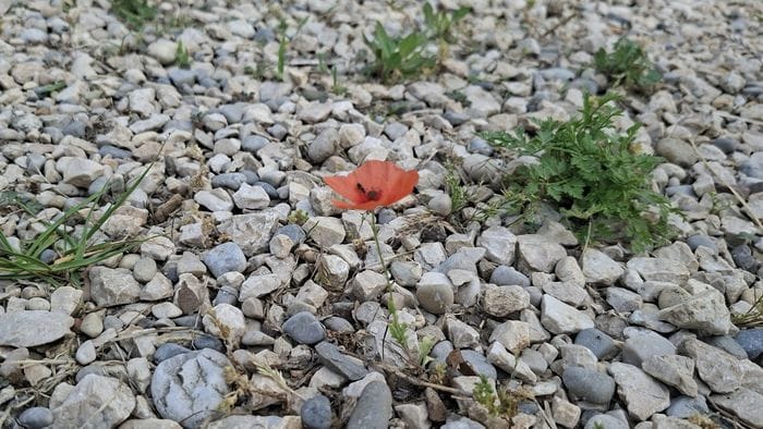«Papavero...»