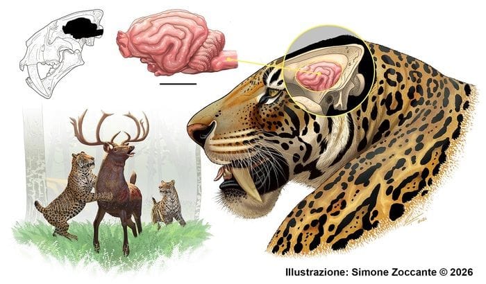 Ricostruito il cervello della tigre dai denti a sciabola vissuta anche in Italia