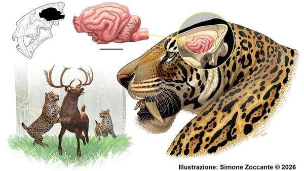 Ricostruito il cervello della tigre dai denti a sciabola vissuta anche in Italia