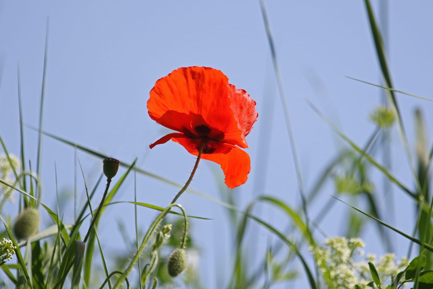 La rivoluzione gentile dei fiori che spaccano l’asfalto