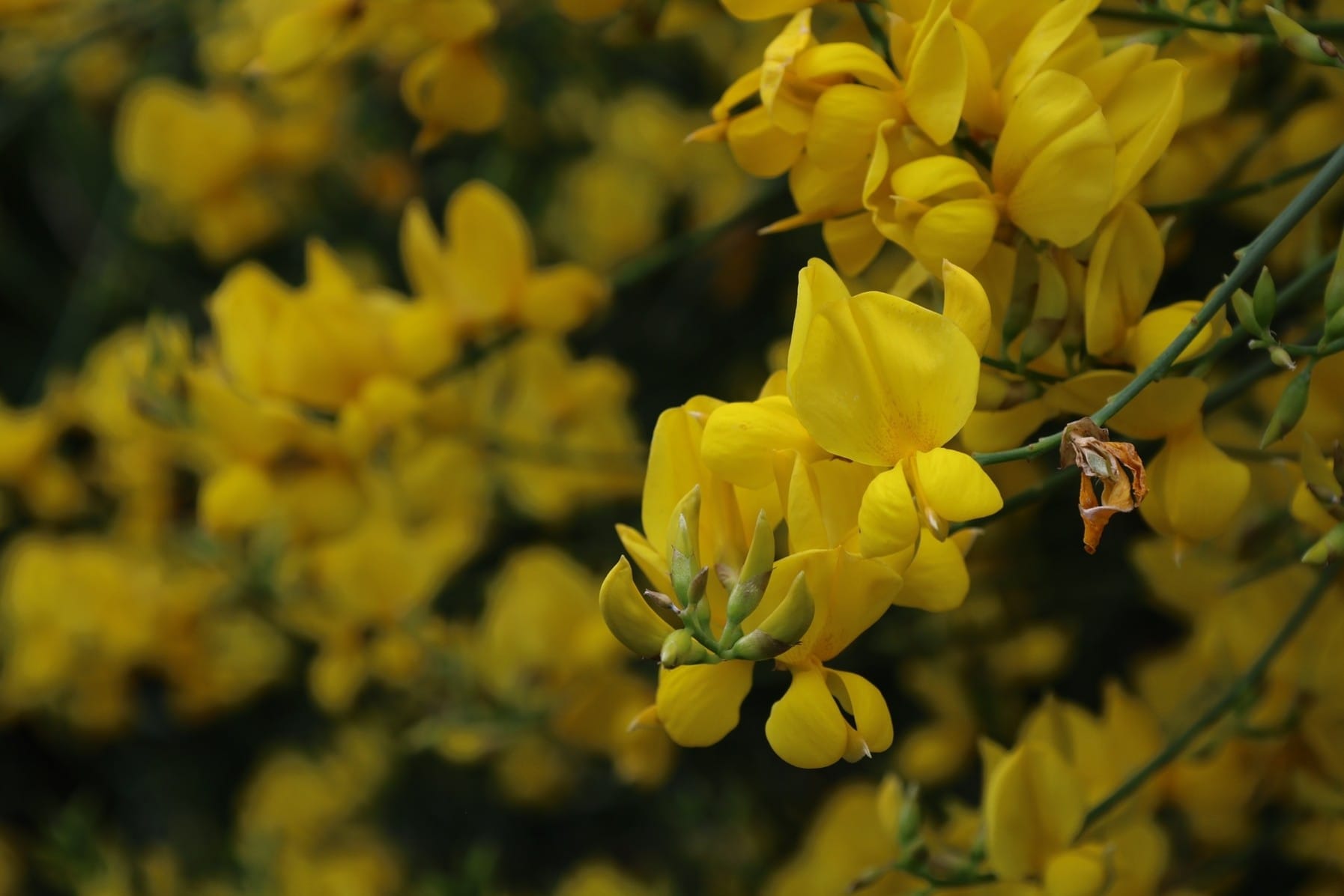 La rivoluzione gentile dei fiori che spaccano l’asfalto