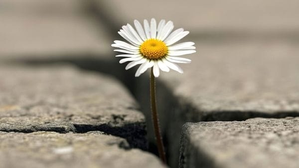 La rivoluzione gentile dei fiori che spaccano l’asfalto