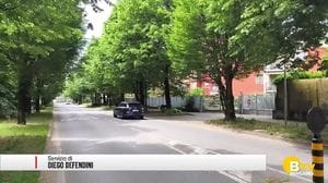 Stezzano, coccinelle per contenere l'infestazione dagli afidi
