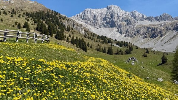«Tappeto giallo...»