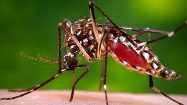 Le zanzare possono trovare appetitoso il repellente più comune