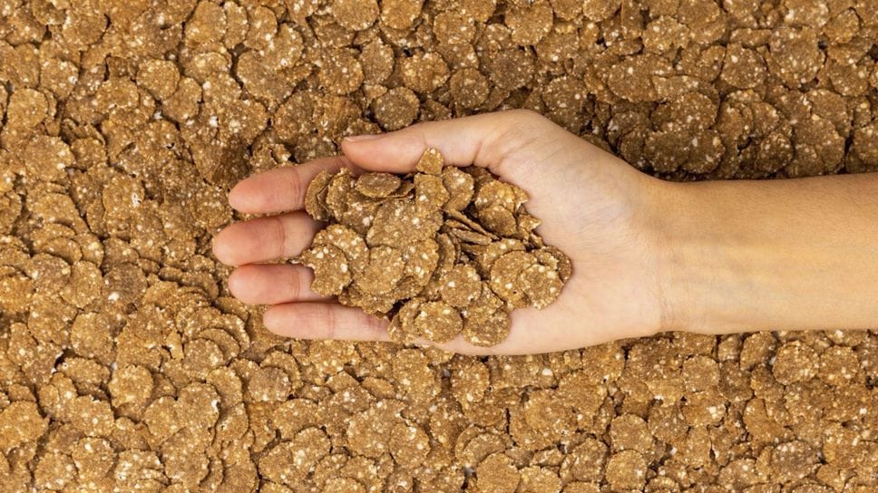 A colazione cereali con farina di grillo: la startup che «stuzzica» gli sportivi