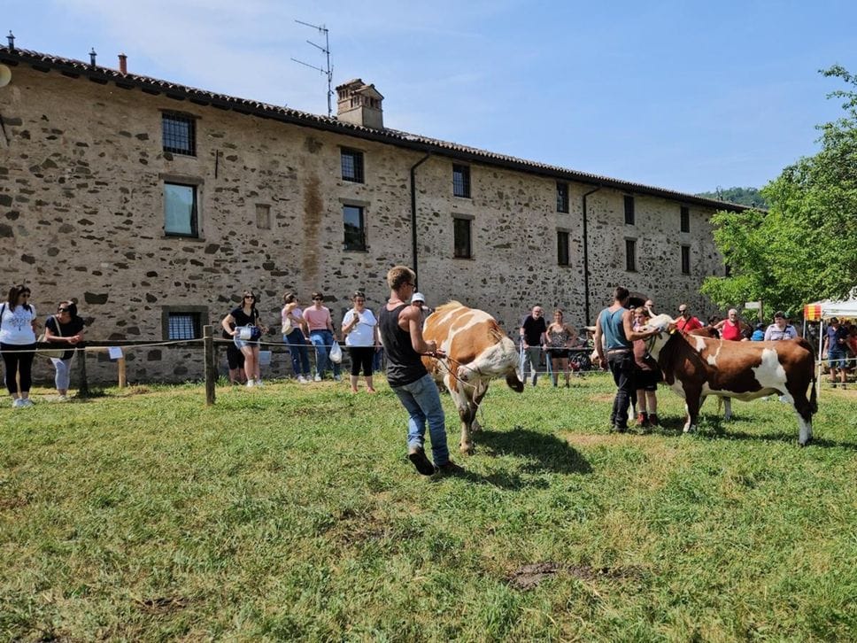 È Sonia la regina delle mucche della Fiera del Parco dei Colli - Foto e video