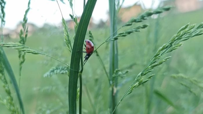 «La coccinella e lo yoga...»