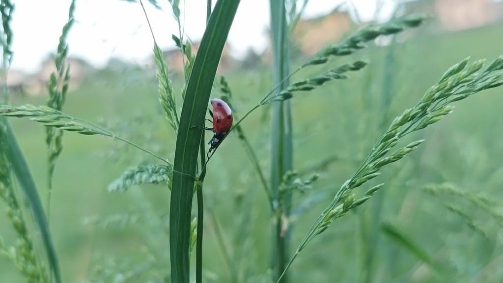 «La coccinella e lo yoga...»
