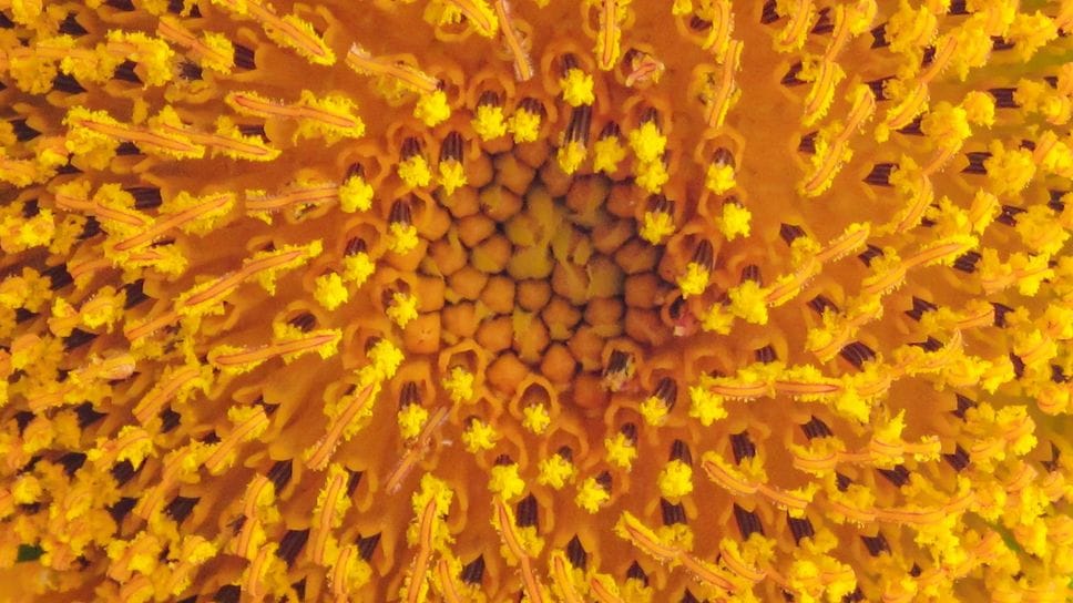 L’asma si cura tutto l’anno, non soltanto in primavera