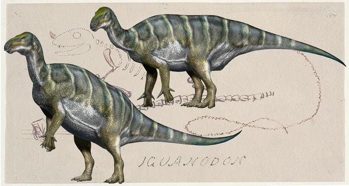 Iguanodonti più antichi del previsto, comparsi oltre 186 milioni di anni fa 