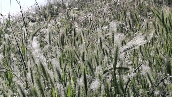 La «primavera bianca»