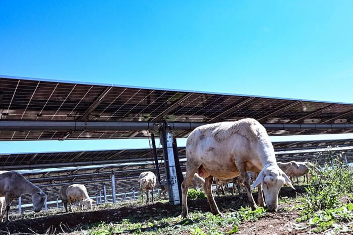 Legambiente, in Italia 17 miliardi di investimenti sull'agrivoltaico