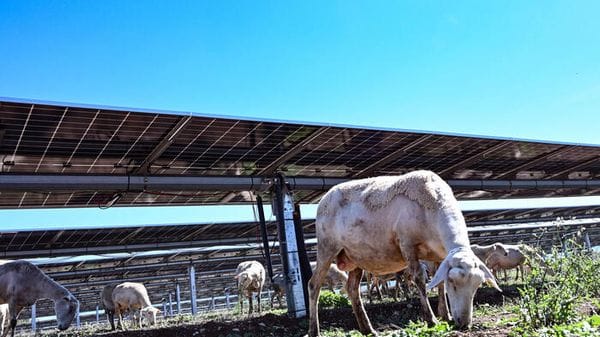 Legambiente, in Italia 17 miliardi di investimenti sull'agrivoltaico