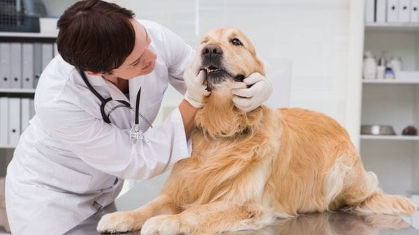 Microchip gratuito per cani: due giornate con Ats alle Due Torri