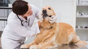 Microchip gratuito per cani: due giornate con Ats alle Due Torri