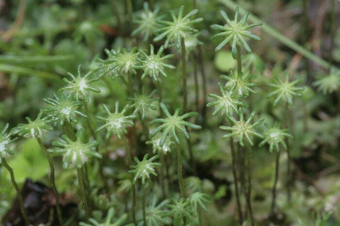 Trovato l'interruttore genetico delle gemme