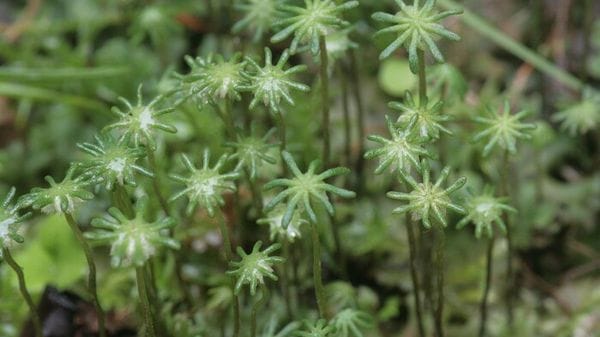 Trovato l'interruttore genetico delle gemme