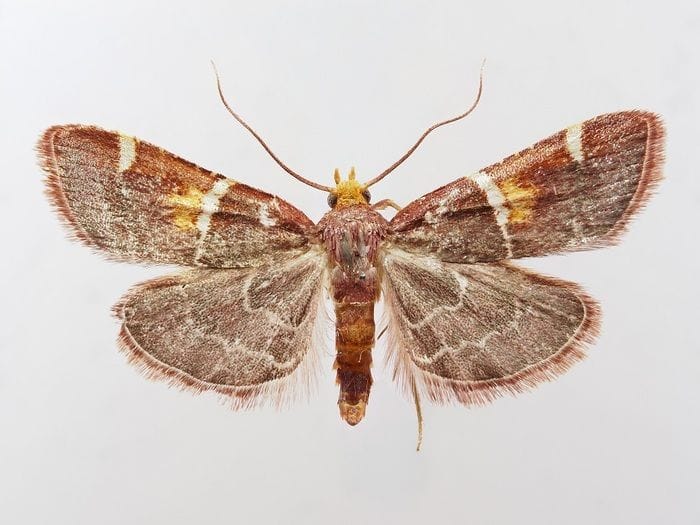 Scoperta una nuova falena dedicata a Papa Leone  