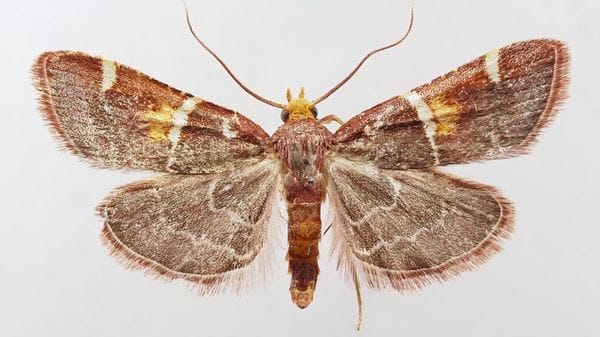 Scoperta una nuova falena dedicata a Papa Leone  