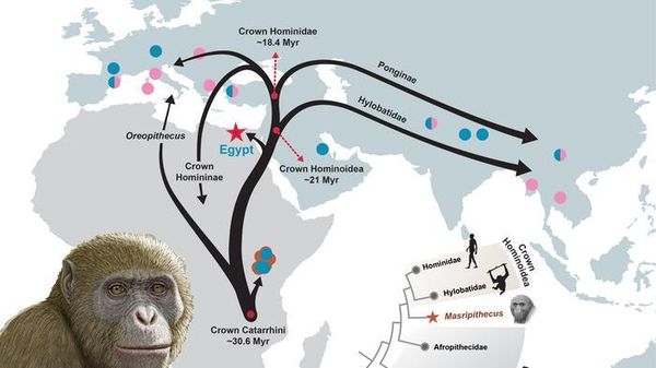 Scoperta in Egitto la culla di tutti gli antenati di uomini e scimmie