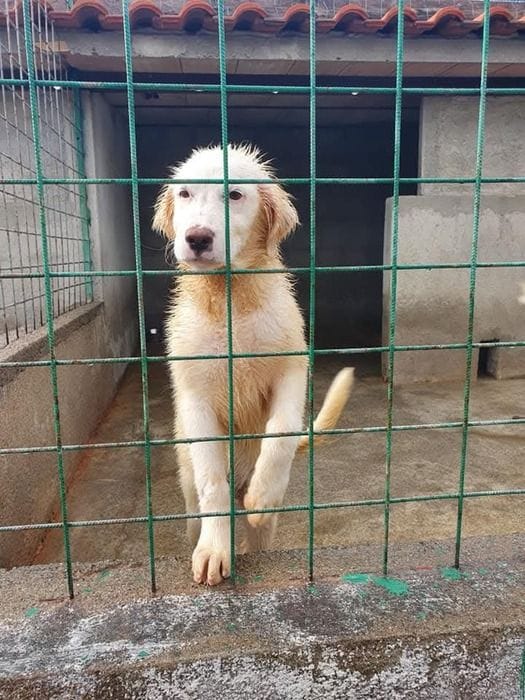 Da Leal proposta di legge contro il randagismo, basta strage di animali