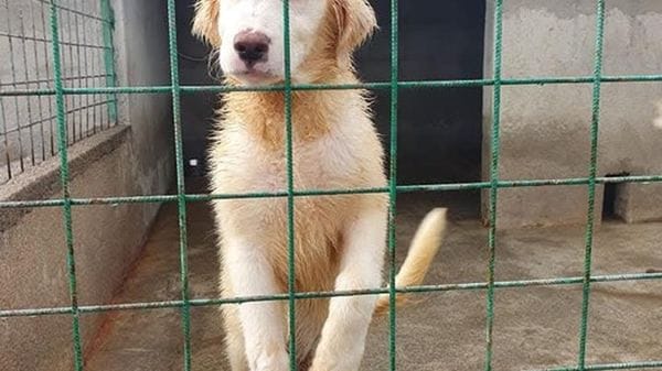Da Leal proposta di legge contro il randagismo, basta strage di animali
