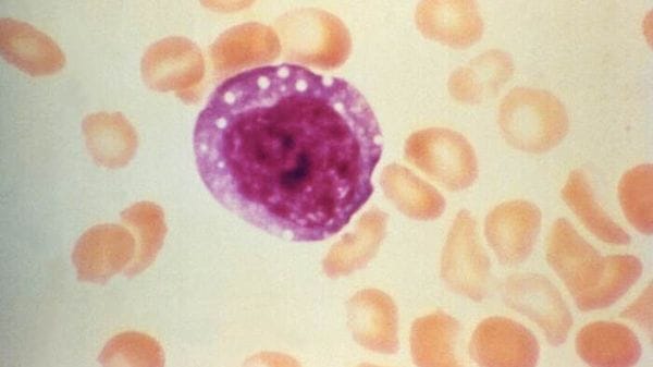 Nature, il vaccino contro l'hantavirus allo studio da 30 anni 