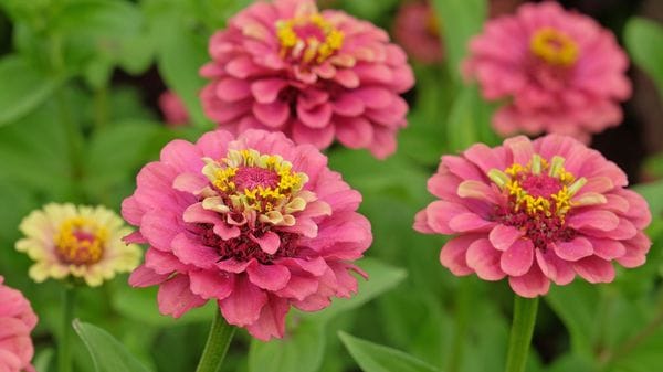 Il giardino della mamma. I consigli per un pensiero indelebile