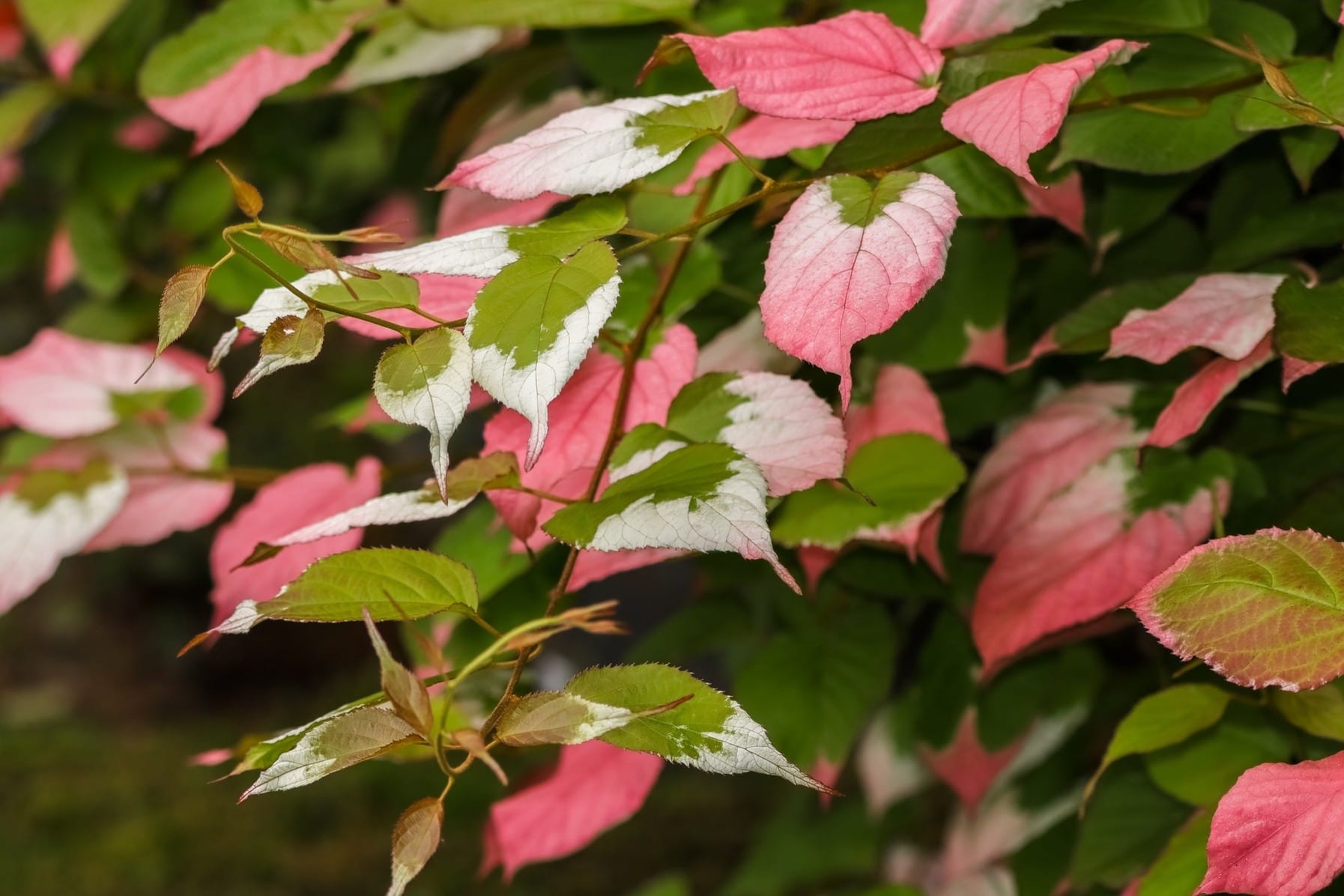 Il giardino della mamma. I consigli per un pensiero indelebile