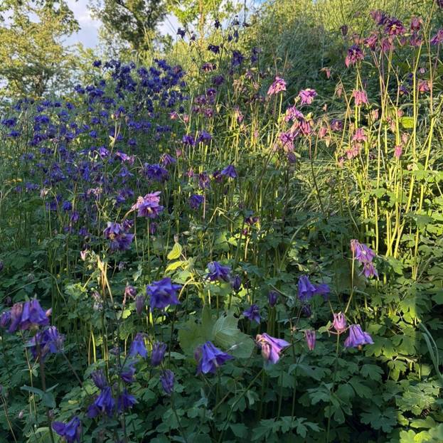 Il giardino della mamma. I consigli per un pensiero indelebile