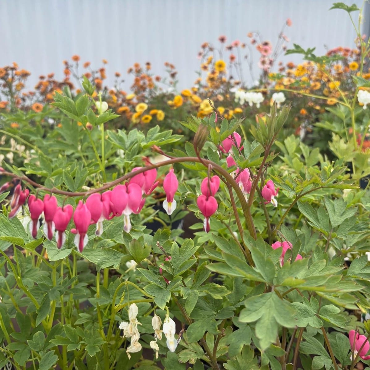 Il giardino della mamma. I consigli per un pensiero indelebile