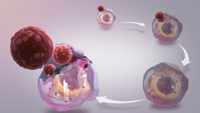 Il virologo: 'Perché è necessaria la sorveglianza attiva dell'hantavirus'