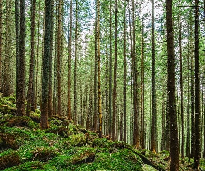 Napoli, Roma e Torino tra i luoghi migliori per piantare nuove foreste