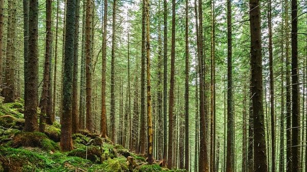 Napoli, Roma e Torino tra i luoghi migliori per piantare nuove foreste