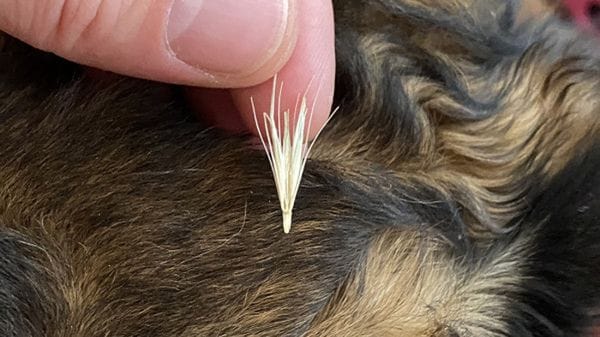 «Aiuole invase dai forasacchi, pericolo per i cani»