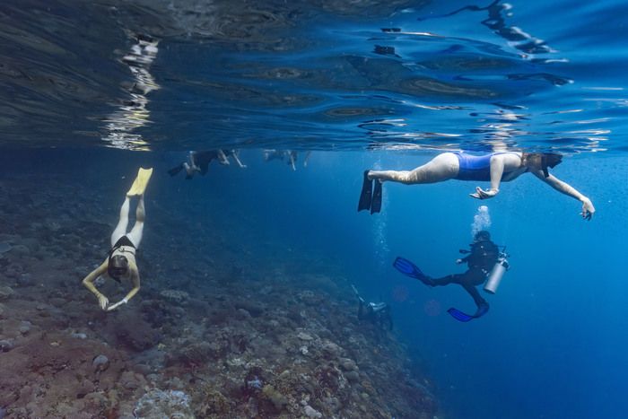 Il turismo subacqueo è nemico dei coralli