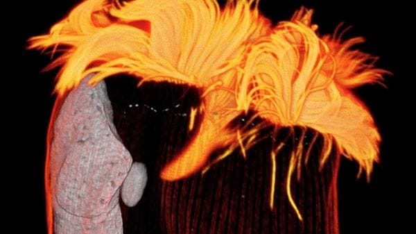 Nello stomaco dei bovini un interruttore che può ridurre le emissioni di metano 