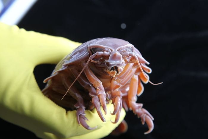 Crostacei giganti possono sopravvivere per 5 anni senza mangiare
