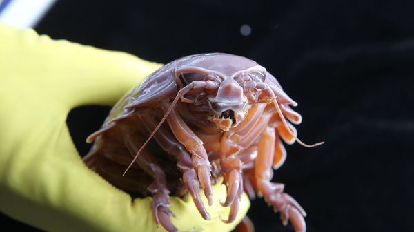 Crostacei giganti possono sopravvivere per 5 anni senza mangiare