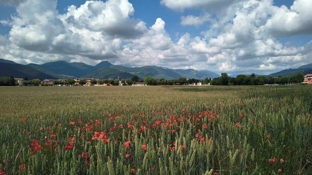 «Il vero oro»