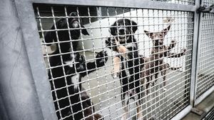Leal denuncia per i cani morti al World Dog Show