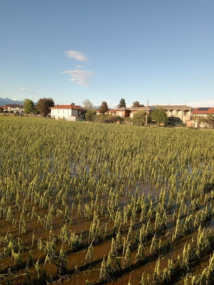 Da Pontirolo a Urgnano, grandine e vento flagellano i campi: colpiti mais, prati, orzo e ortaggi
